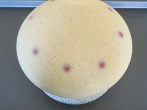 Entremet abricot huile d'olive